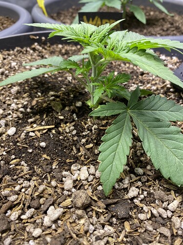 Growreport Bild 28