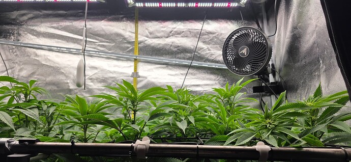 Growreport Bild 35