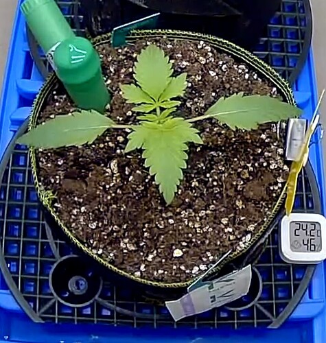Growreport Bild 9