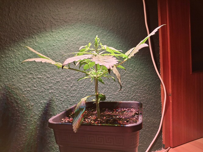 Growreport Bild 3