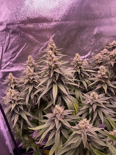 Growreport Bild 3