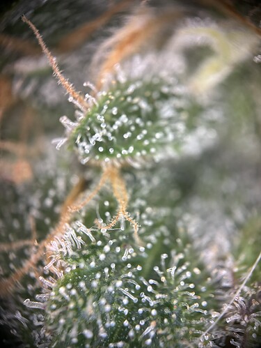 Growreport Bild 15