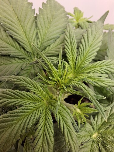 Growreport Bild 41