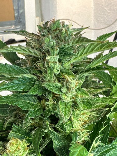 Growreport Bild 40