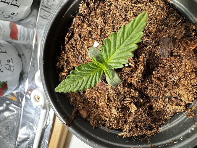 20240331_173651167_iOS