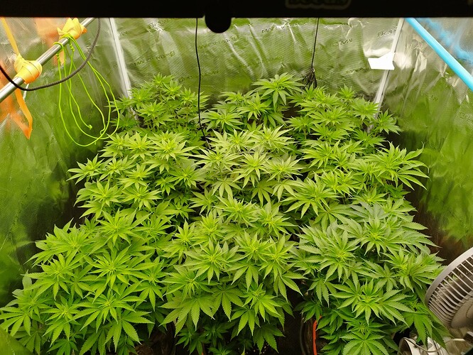 Growreport Bild 6