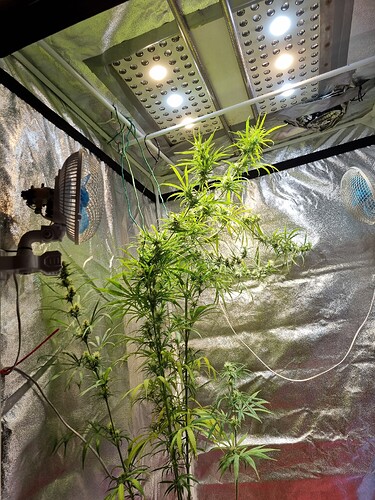 Eine einzelne Cannabis-Pflanze in der Wachstumsphase, die in einem Zelt unter LED-Lampen und mit zwei Ventilatoren wächst.