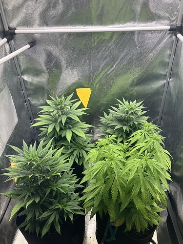 Growreport Bild 4