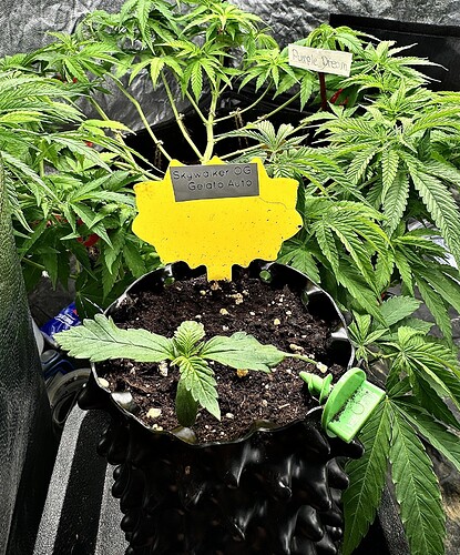 Growreport Bild 1