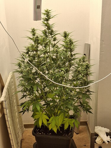 Growreport Bild 141