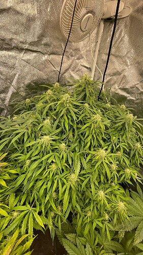 Eine blühende Cannabis-Pflanze in einem Growzelt mit einem ProBreeze-Ventilator im Hintergrund.