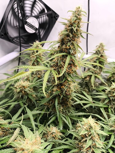 Growreport Bild 1