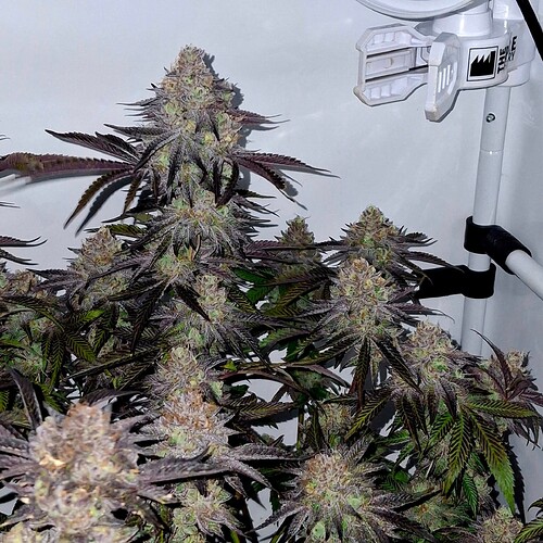 Growreport Bild 22