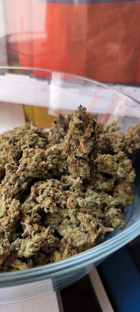 Reise ins Unbekannte 🛸 No Till in 4 Liter mit Biotabs und Hesi Bio Bloom