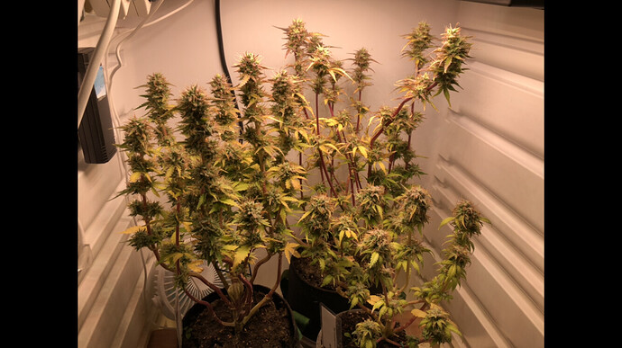 Growreport Bild 26