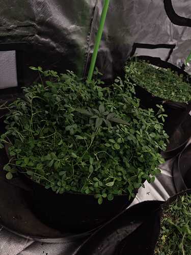 Growreport Bild 11