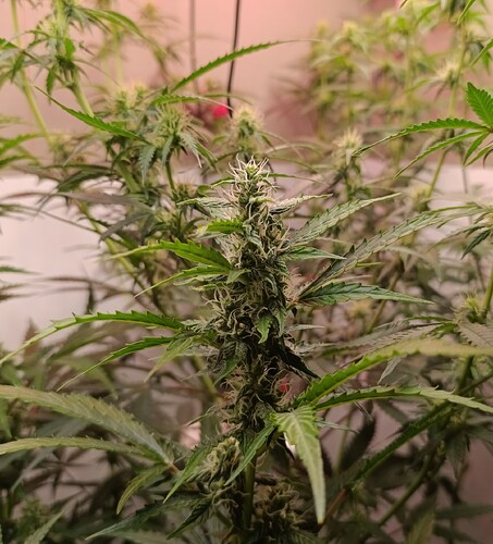 Growreport Bild 8