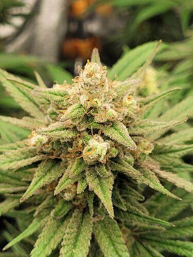 Growreport Bild 4