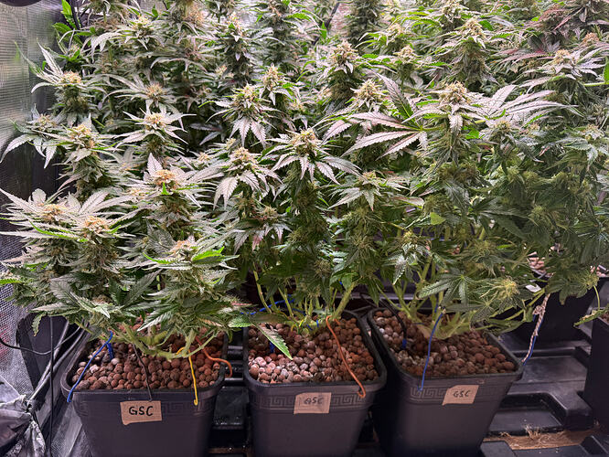 Growreport Bild 57