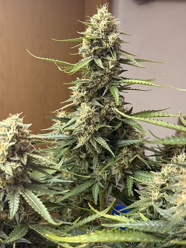 Growreport Bild 5