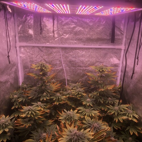 Growreport Bild 2