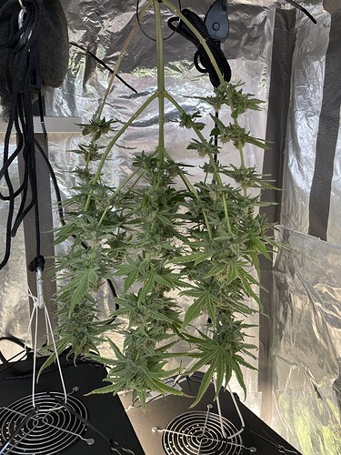 Growreport Bild 6