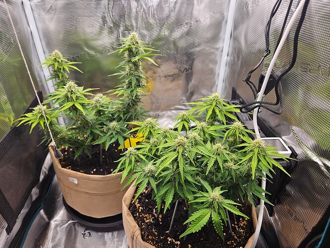 Growreport Bild 77