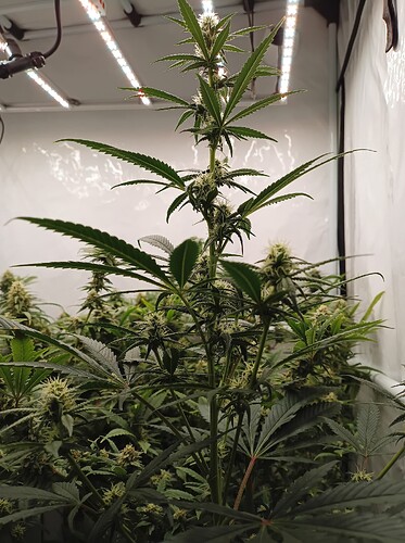 Growreport Bild 10