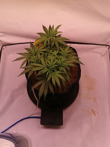 Growreport Bild 1