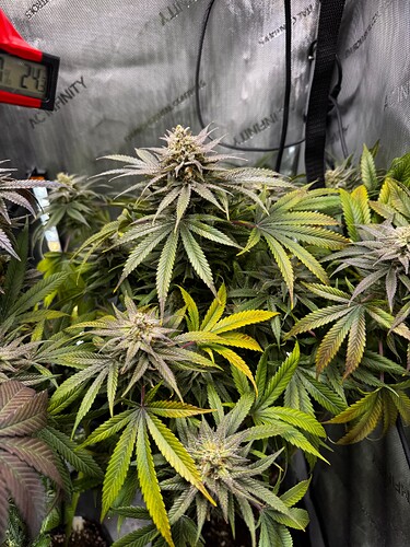 Growreport Bild 3