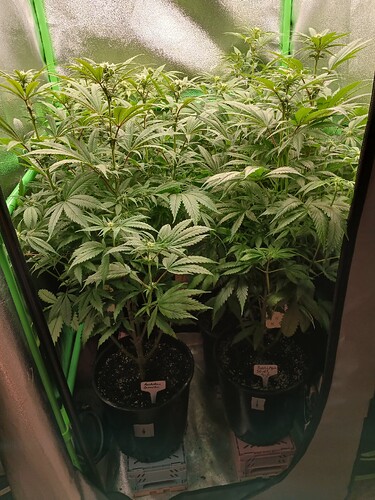 Growreport Bild 19