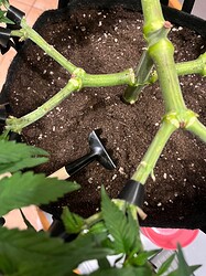 Growreport Bild 5
