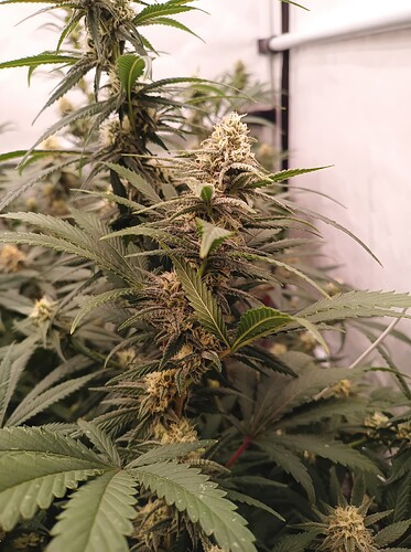 Growreport Bild 82