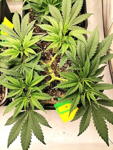Growreport Bild 15