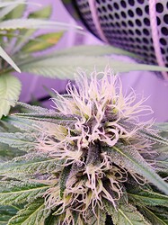 IMG_20240610_143709