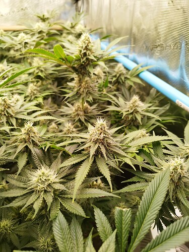 Growreport Bild 8