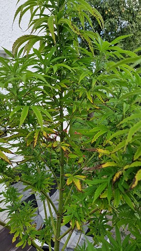 Growreport Bild 20