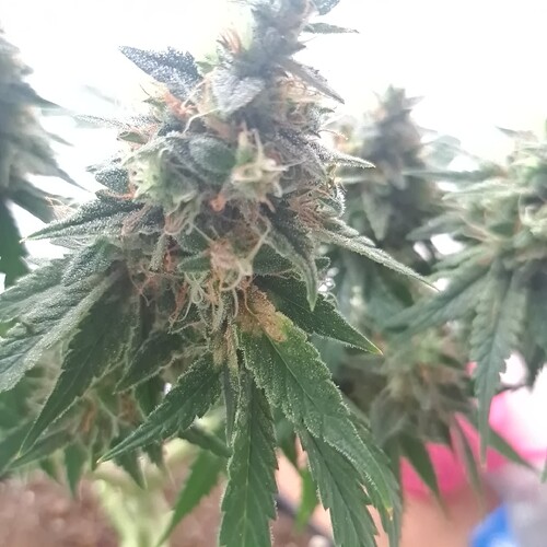 Growreport Bild 17