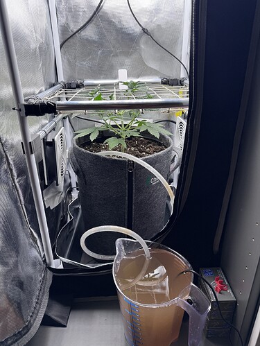 Growreport Bild 37