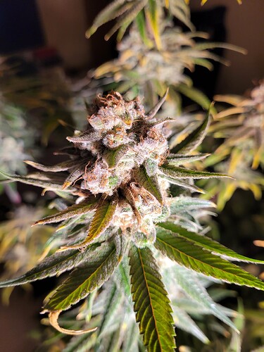 Growreport Bild 9