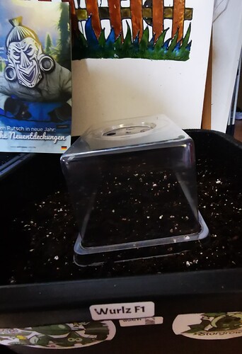 IMG_20250218_173145_edit_525033283881343