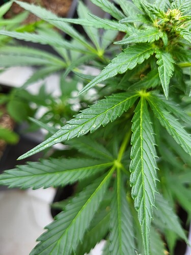 Growreport Bild 8