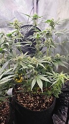 Growreport Bild 11