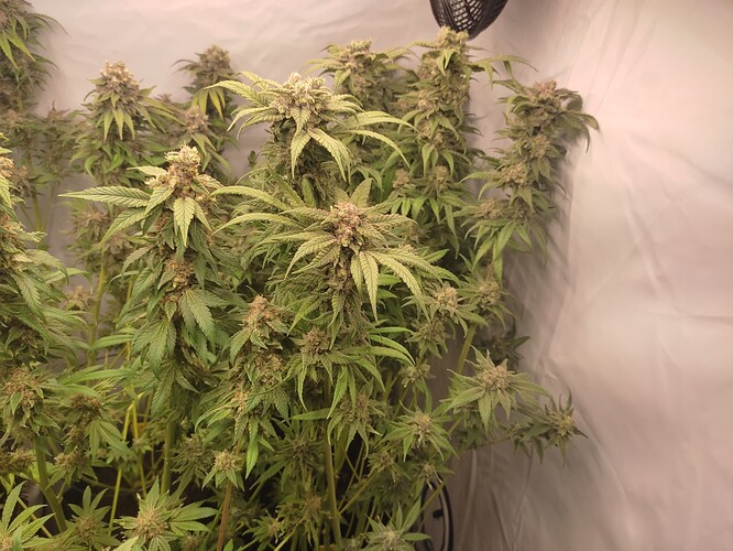 Growreport Bild 49