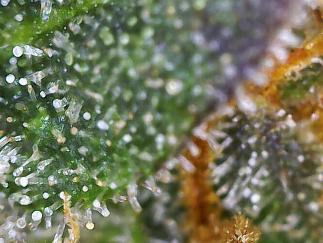 Growreport Bild 11