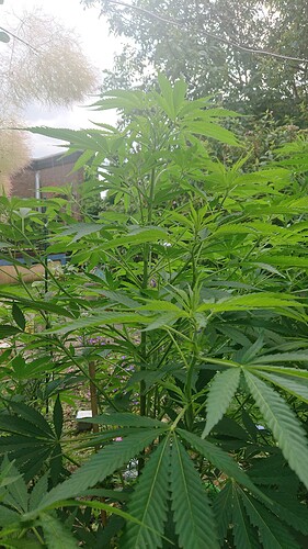 Growreport Bild 57