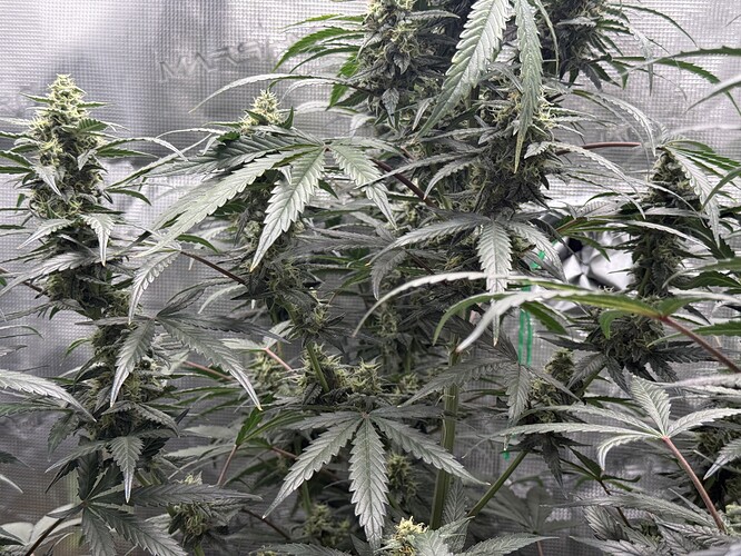 Growreport Bild 4