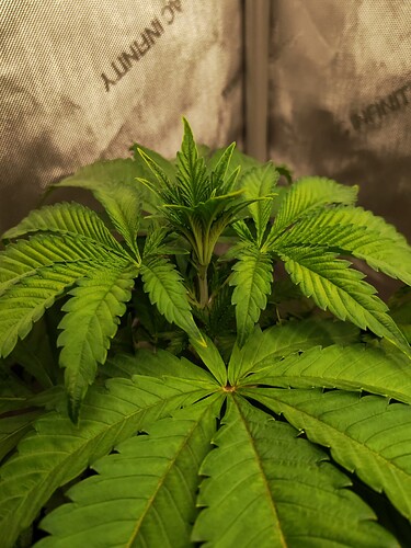 Growreport Bild 10