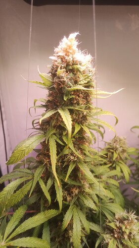 Growreport Bild 5