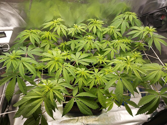 Growreport Bild 1